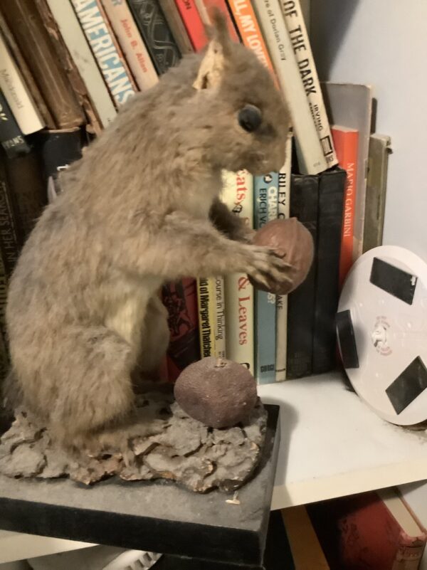 Stuffed Squirrel With Nuts