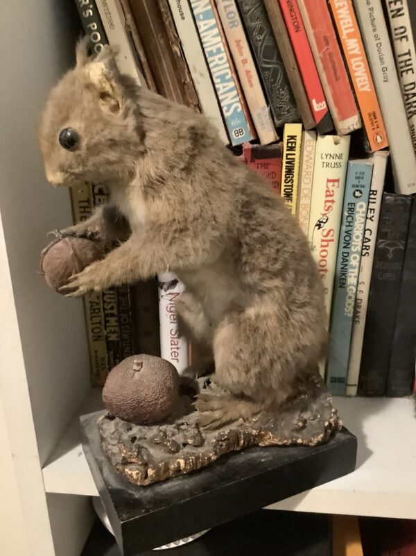 Stuffed Squirrel With Nuts - Image 2