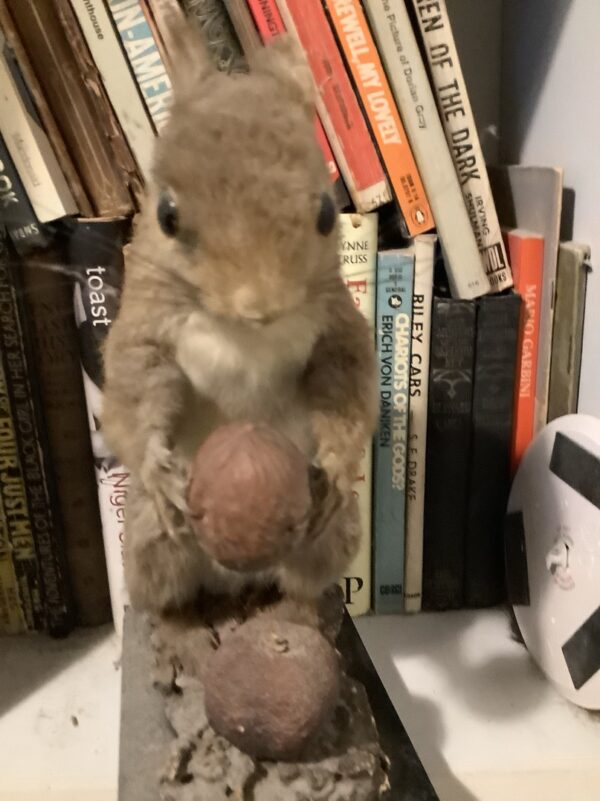 Stuffed Squirrel With Nuts - Image 3